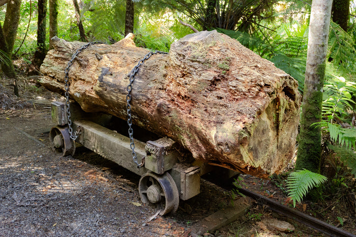 Native timber on a cart at Kauri Cascades