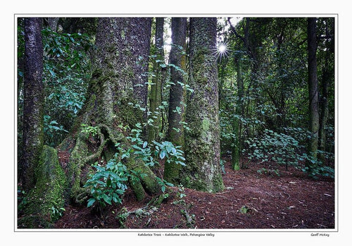 Living Kahikatea tree