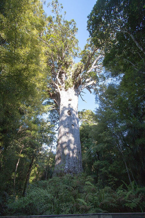Living Kauri tree