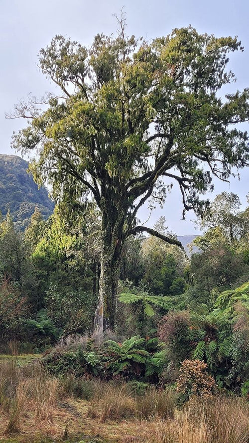 Living Rimu tree