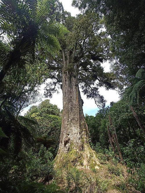 Living Tōtara tree